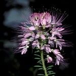 Cleome serrulata Цветок