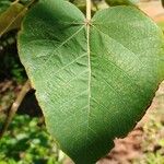 Croton urucurana Leaf