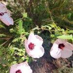 Pavonia hastata 花