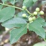 Zanthoxylum americanum Плод