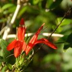 Dianthera candicans Flower