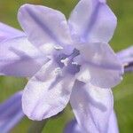 Triteleia grandiflora Fleur