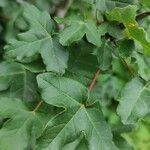 Acer × bornmuelleri ഇല