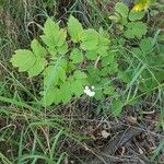 Actaea pachypoda Leaf