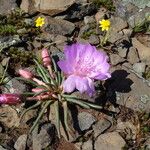 Lewisia rediviva Natur