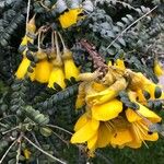 Sophora denudata Blomst