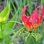 Gloriosa superbaFlower