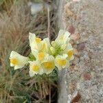 Linaria vulgarisŽiedas