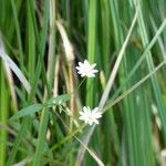 Stellaria longipes Λουλούδι