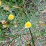 Oenothera laciniata পাতা