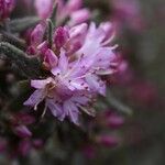 Rhododendron pubescens Flor