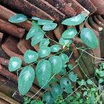Sauropus androgynus Leaf