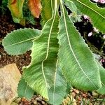 Banksia robur पत्ता
