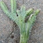 Cereus spegazzinii Leaf