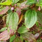 Tristemma mauritianum Plante entière