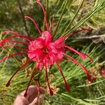 Grevillea johnsonii