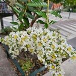 Lagerstroemia speciosa Blüte