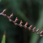 Crocosmia paniculata Fruit