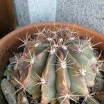 Echinocactus texensis Yaprak