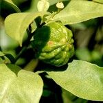 Citrus hystrix Fruit