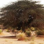 Vachellia farnesiana Tervik taim