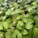 Persicaria filiformis Fuelha