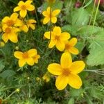 Bidens ferulifolia Цвят