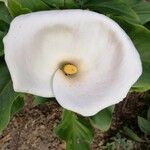 Zantedeschia aethiopicaফুল