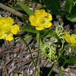 Ranunculus alismifolius Habit