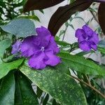 Brunfelsia pauciflora Çiçek