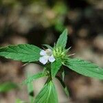 Galeopsis ladanum Fiore