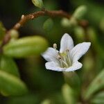 Lycium mascarenense Flower