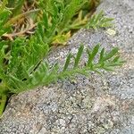 Achillea erba-rotta Levél