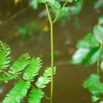 Osodendron altissimum Leaf