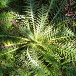 Cirsium jorullense Leaf