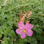 Dissotis rotundifolia Цвят