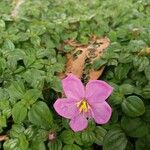 Dissotis rotundifolia Blomst