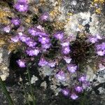 Chaenorhinum origanifolium Fiore