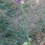 Allium ampeloprasum ശീലം