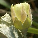 Malvella leprosa Flower