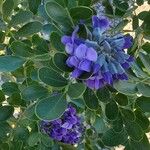 Sophora secundiflora Blatt