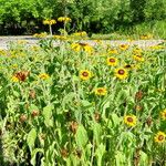 Rudbeckia hirta Habit