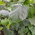 Hibiscus ovalifolius Foglia