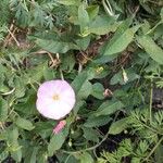 Convolvulus arvensisFloare