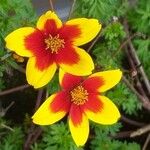 Bidens ferulifolia Blüte