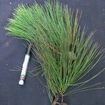 Pinus caribaea Otro
