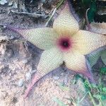 Stapelia giganteaKvět