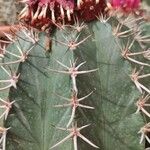 Ferocactus pilosus Агульны выгляд