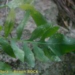 Rhaponticoides alpina Leaf