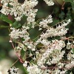 Fallopia baldschuanica Flor